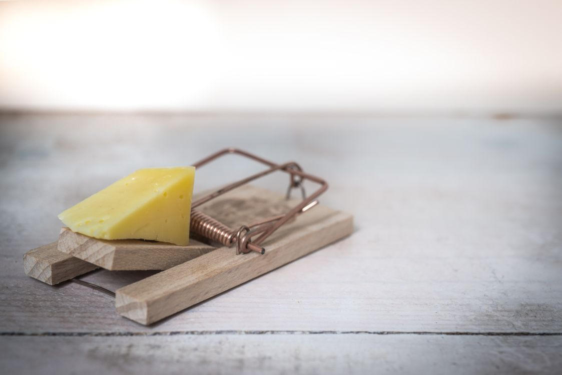 9 Smart Home Upgrades that Deter Pests 9 Smart Home Upgrades that Deter Pests
